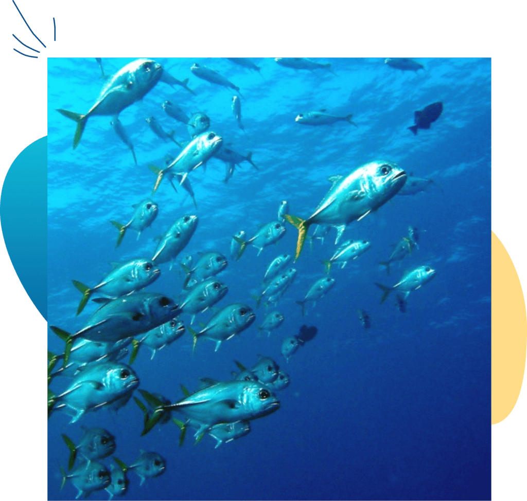 Mermaid Adventure guest experience