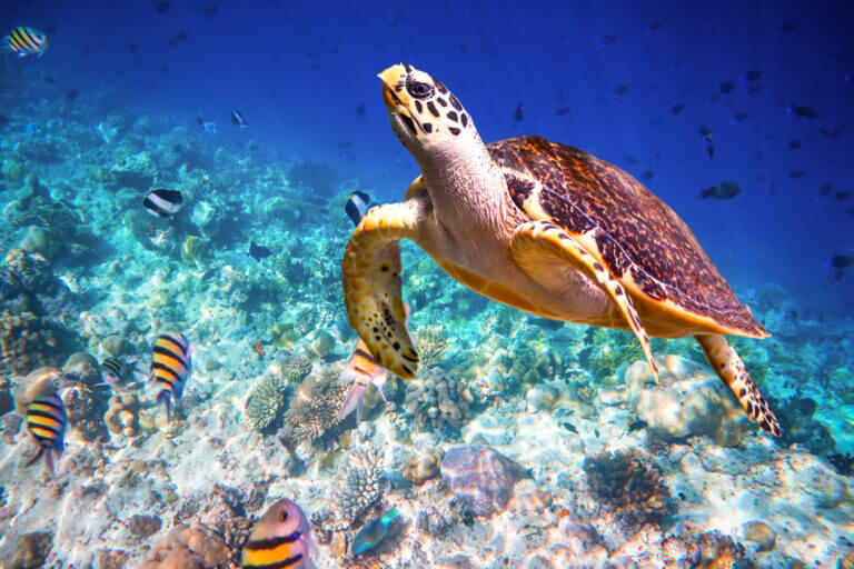 Sea turtle in the Turks and Caicos Islands